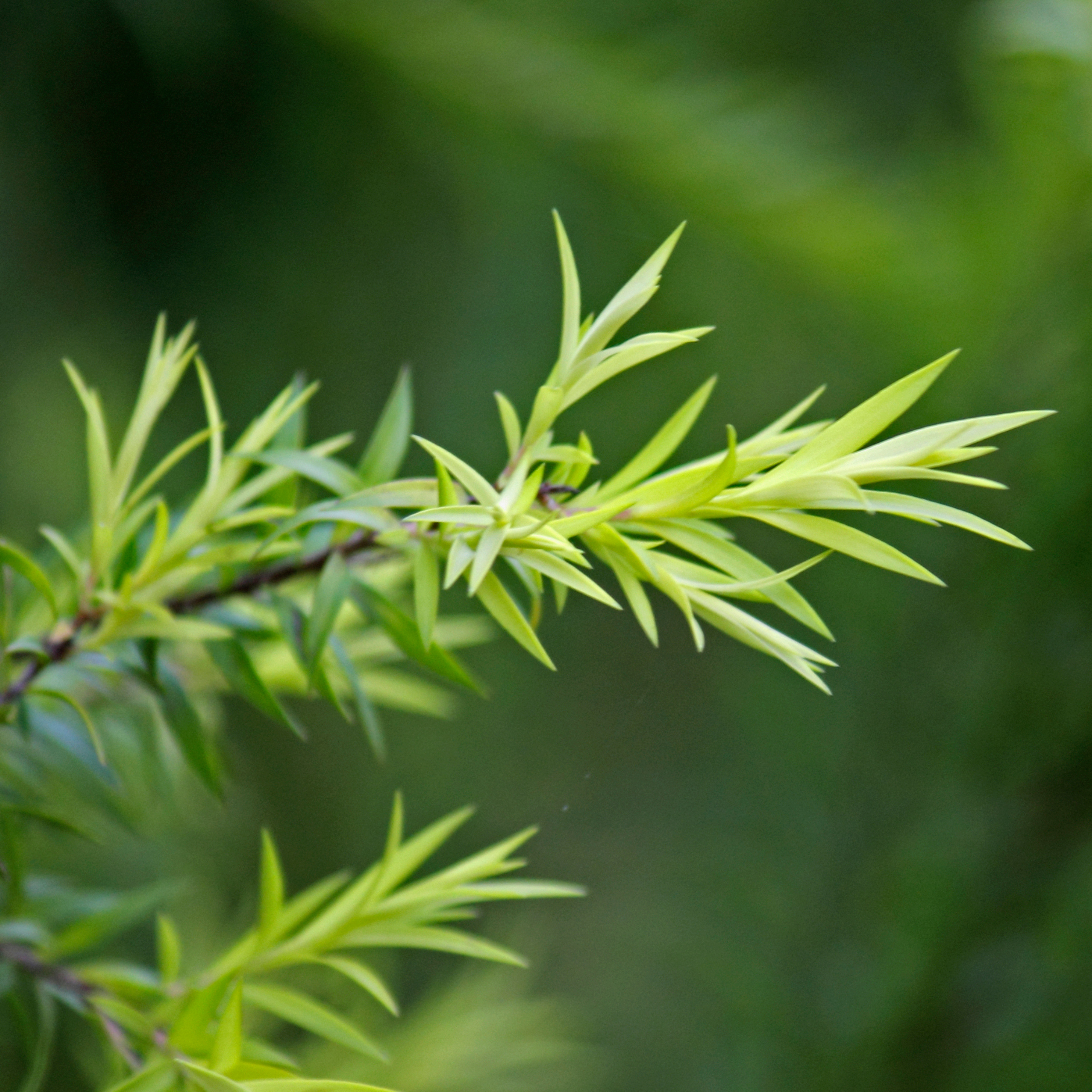 Unleashing the Power of Tea Tree Oil in Beard Products